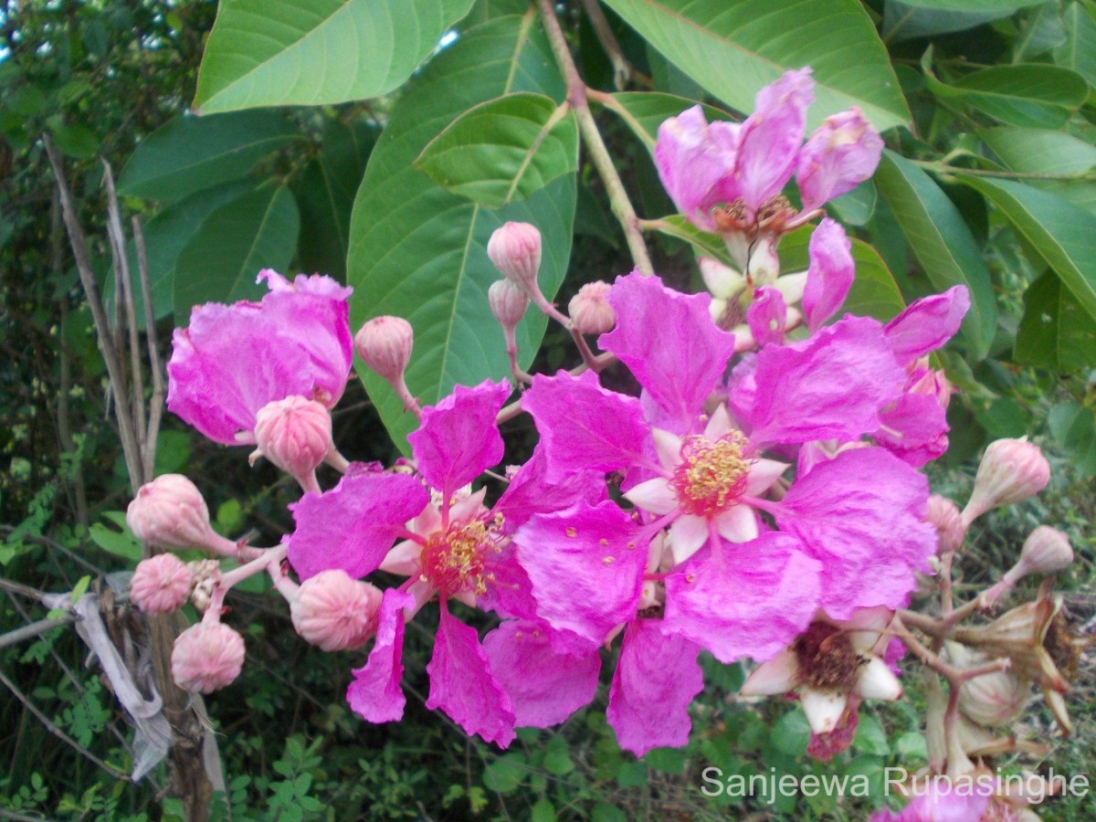 Lagerstroemia speciosa (L.) Pers.